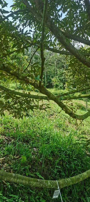 What Happens When a Programmer Runs a Durian Farm