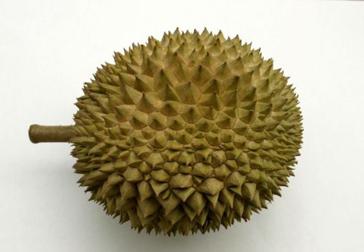 Seberang Manong 4 durian flesh showing its pink-yellow color
