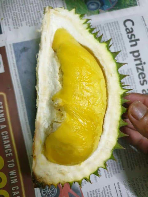 Tuan Mek Hijau durian with characteristic green husk