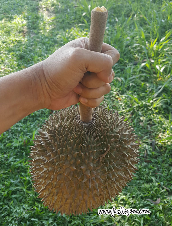 Kan Yau durian with distinctive long stem