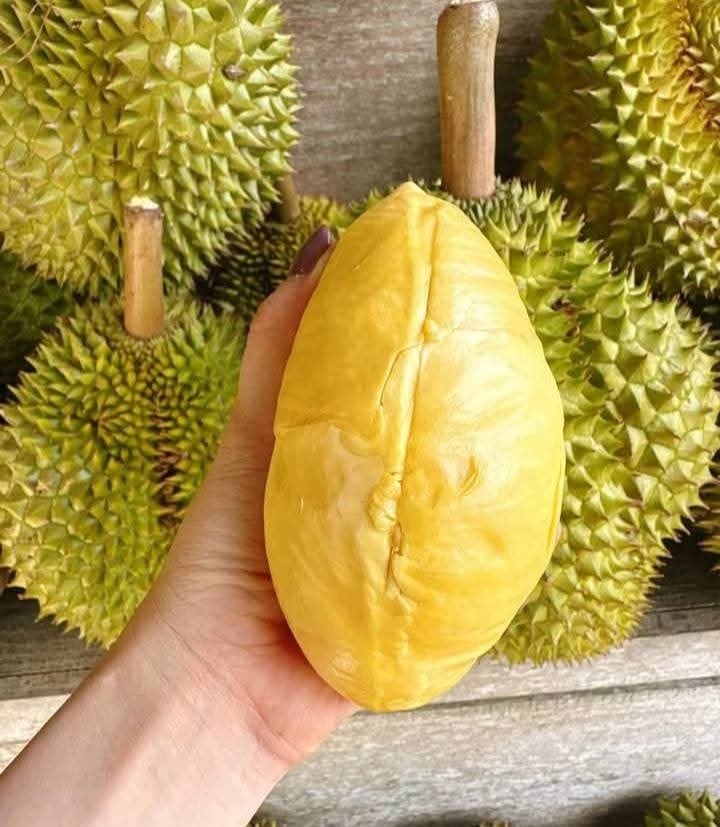 Mon Thong durian with its characteristic large size and yellow flesh