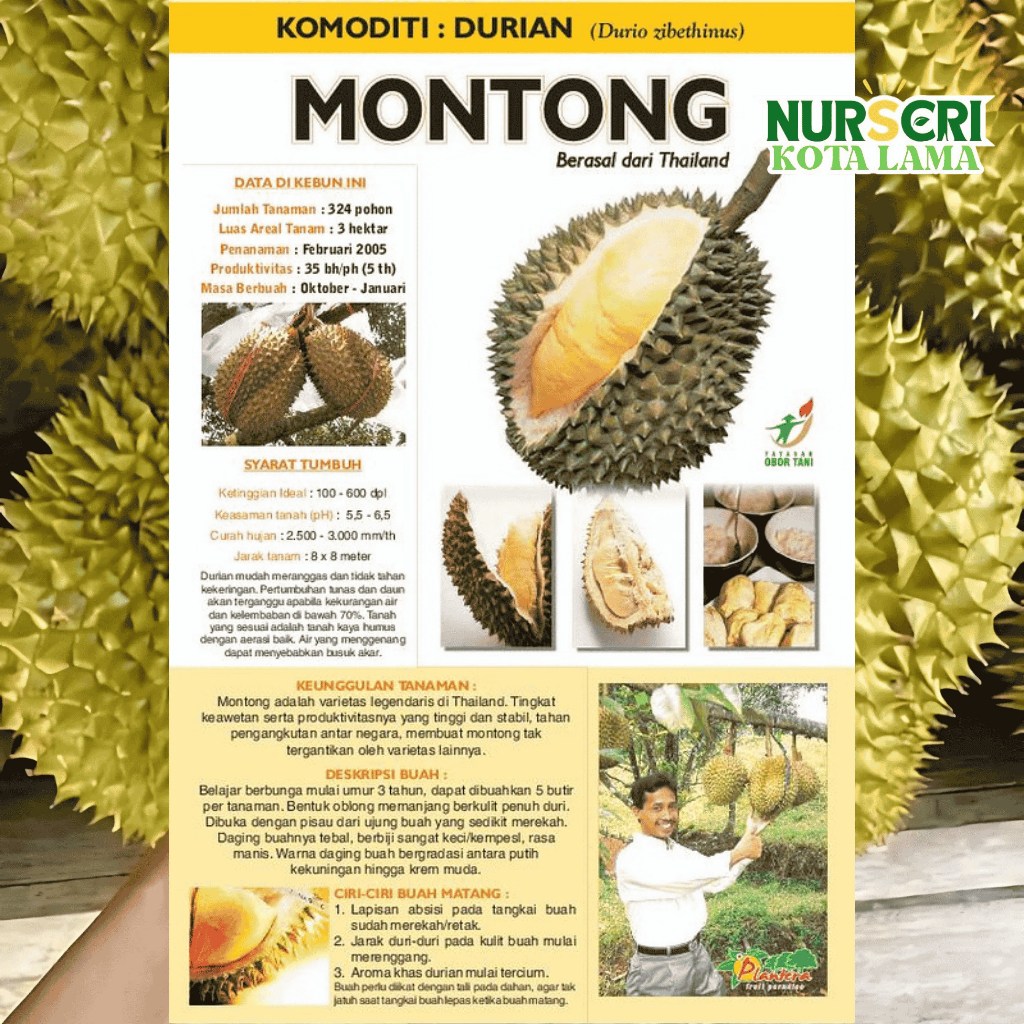 Monthong durian opened to reveal its bright yellow flesh lobes
