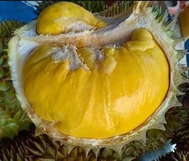 D159 Mon Thong (Golden Pillow)