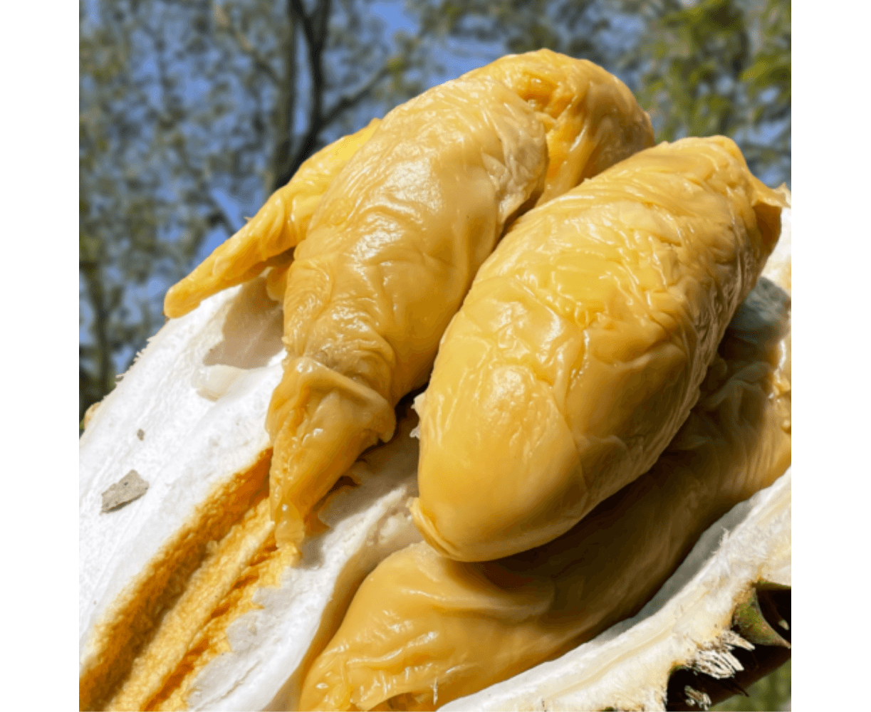 Buluh Bawah durian with orange-yellow flesh