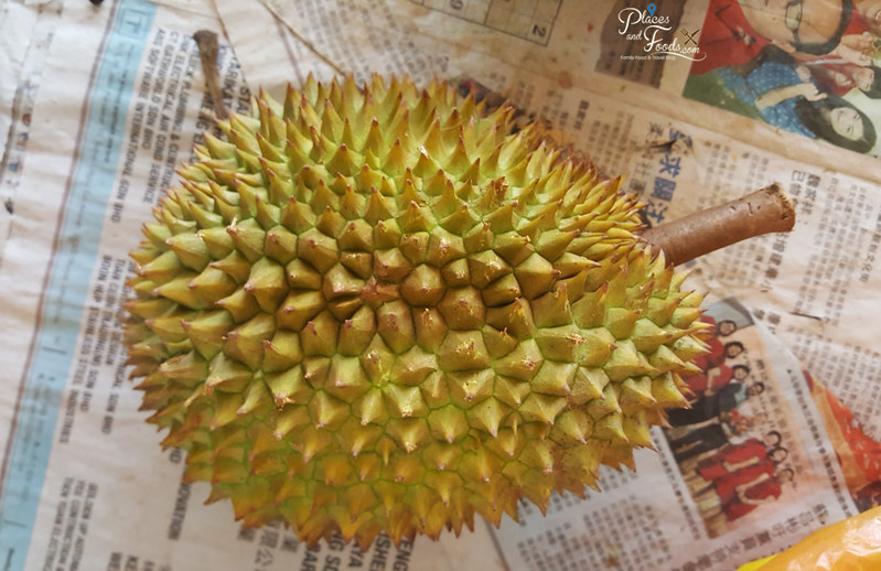 Tawa durian with dark yellow flesh and bittersweet flavor