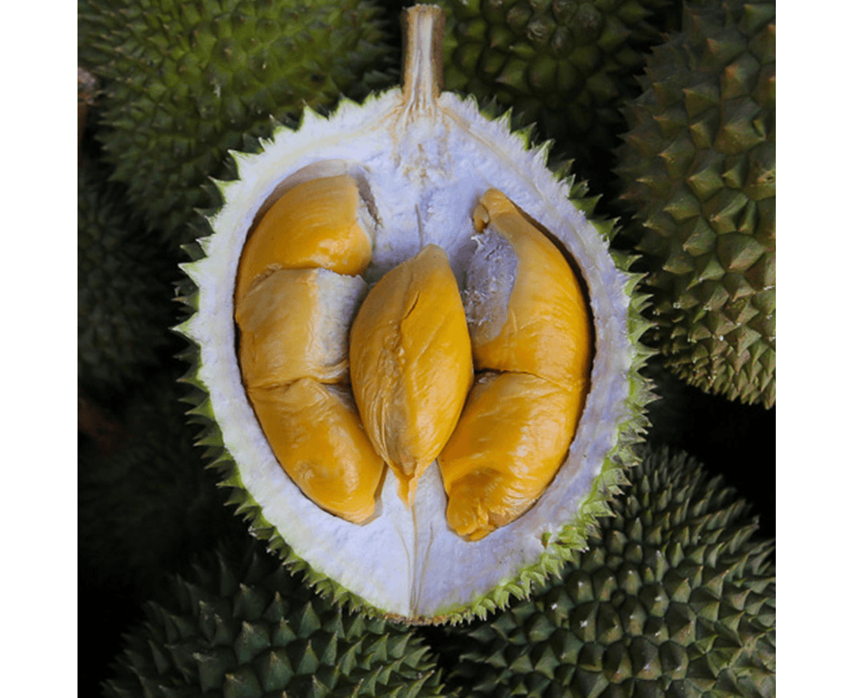 Red Prawn durian with salmon-pink flesh