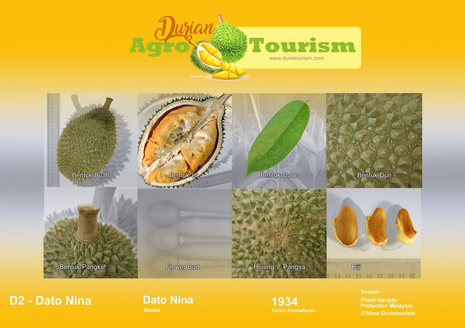 Data Nina durian with kidney-shaped form