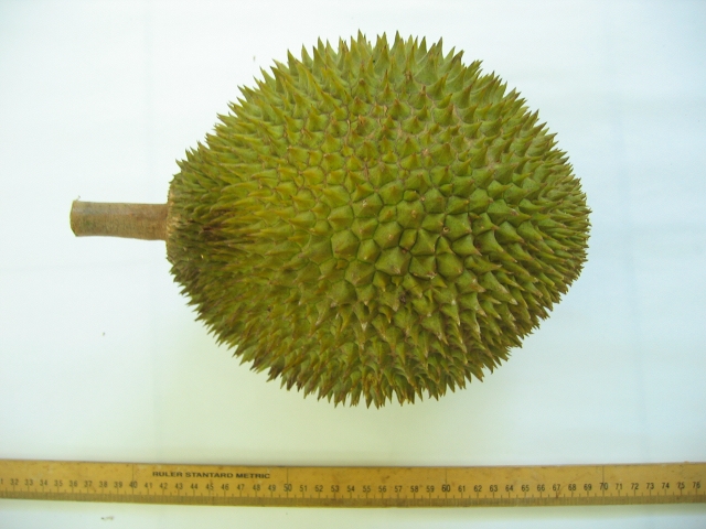 D24 durian flesh showing its golden yellow color and creamy texture