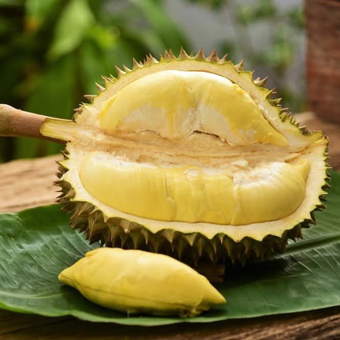 Chanee durian opened showing its thick yellow flesh