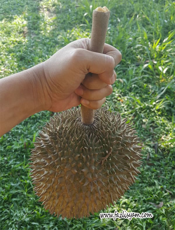 Kan Yau durian with distinctive long stem