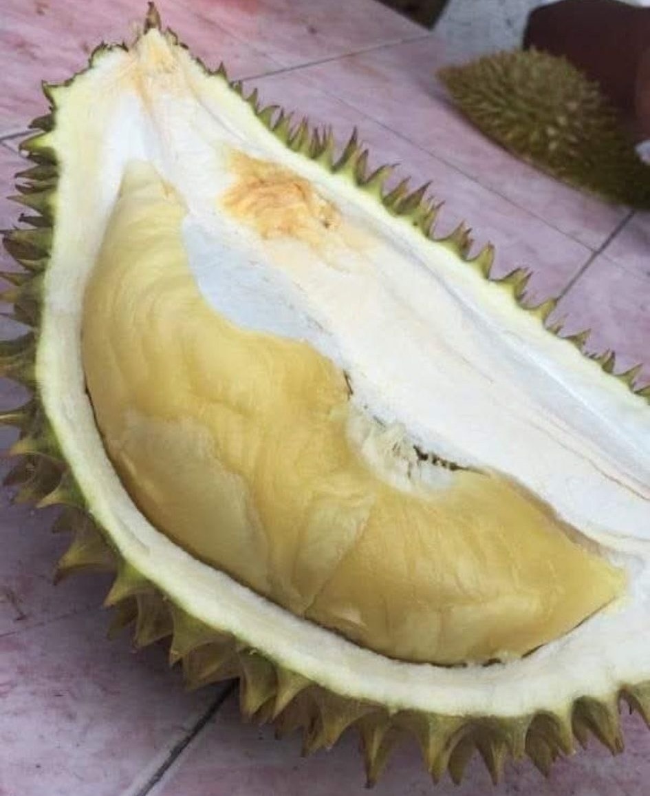 Tok Litok durian with yellow flesh and bittersweet profile