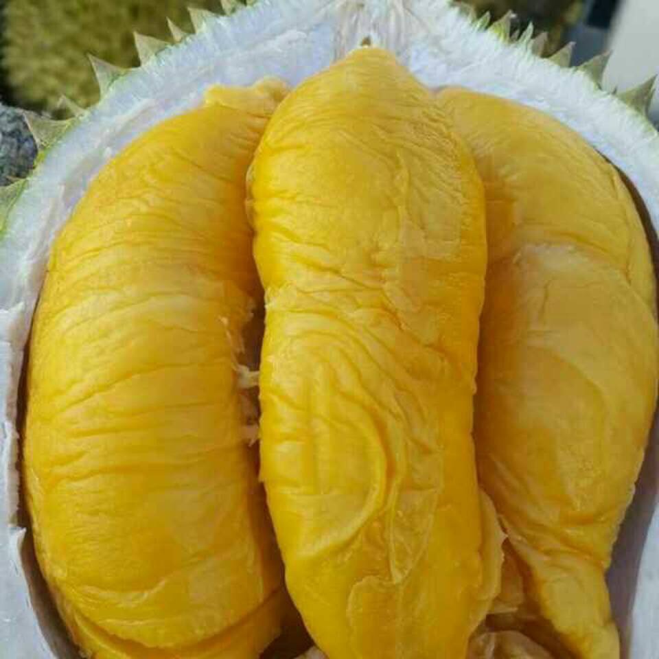 Musang King durian flesh showing its signature deep golden-yellow color