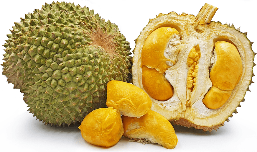 Black Thorn durian flesh with creamy golden-yellow color