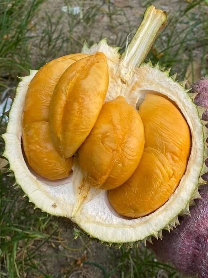 D200 Ochii (Black Thorn)