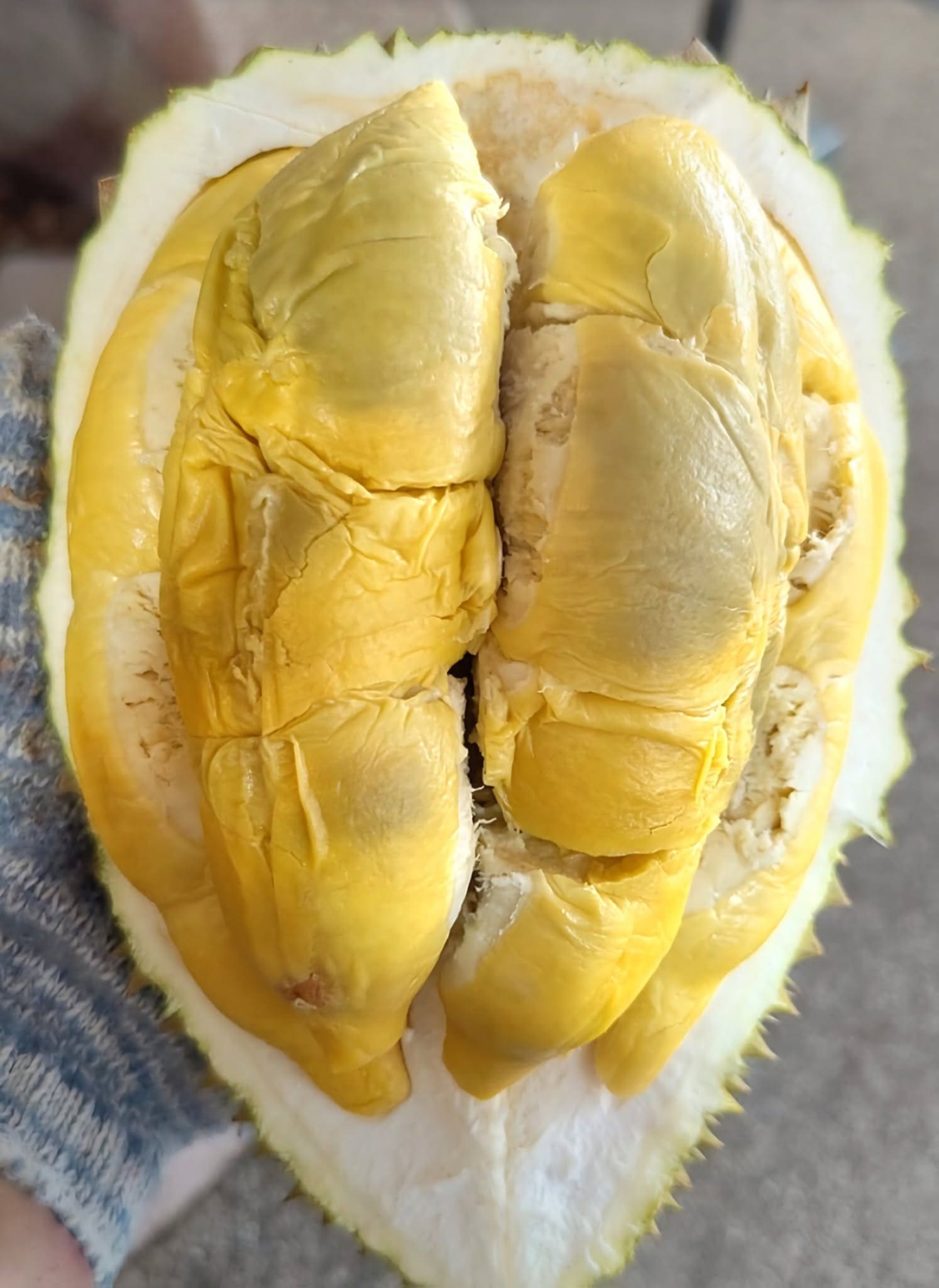 松鼠王榴莲果肉,橙黄色果瓣扎实,衬着厚实的浅色果壳