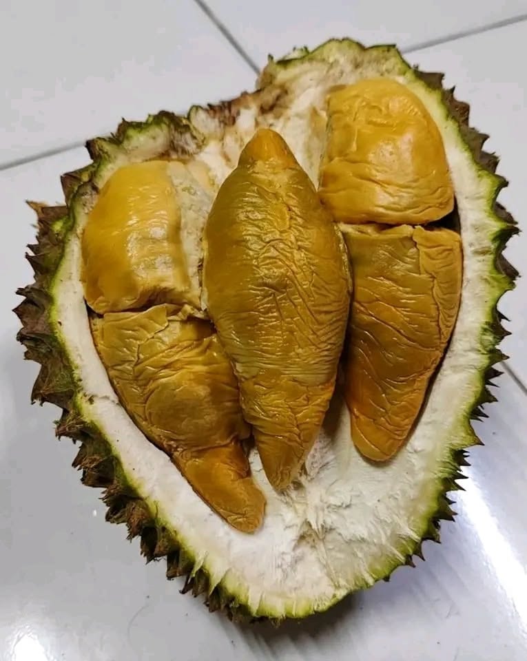 D196 Simpang Permata Durian | DurianPro